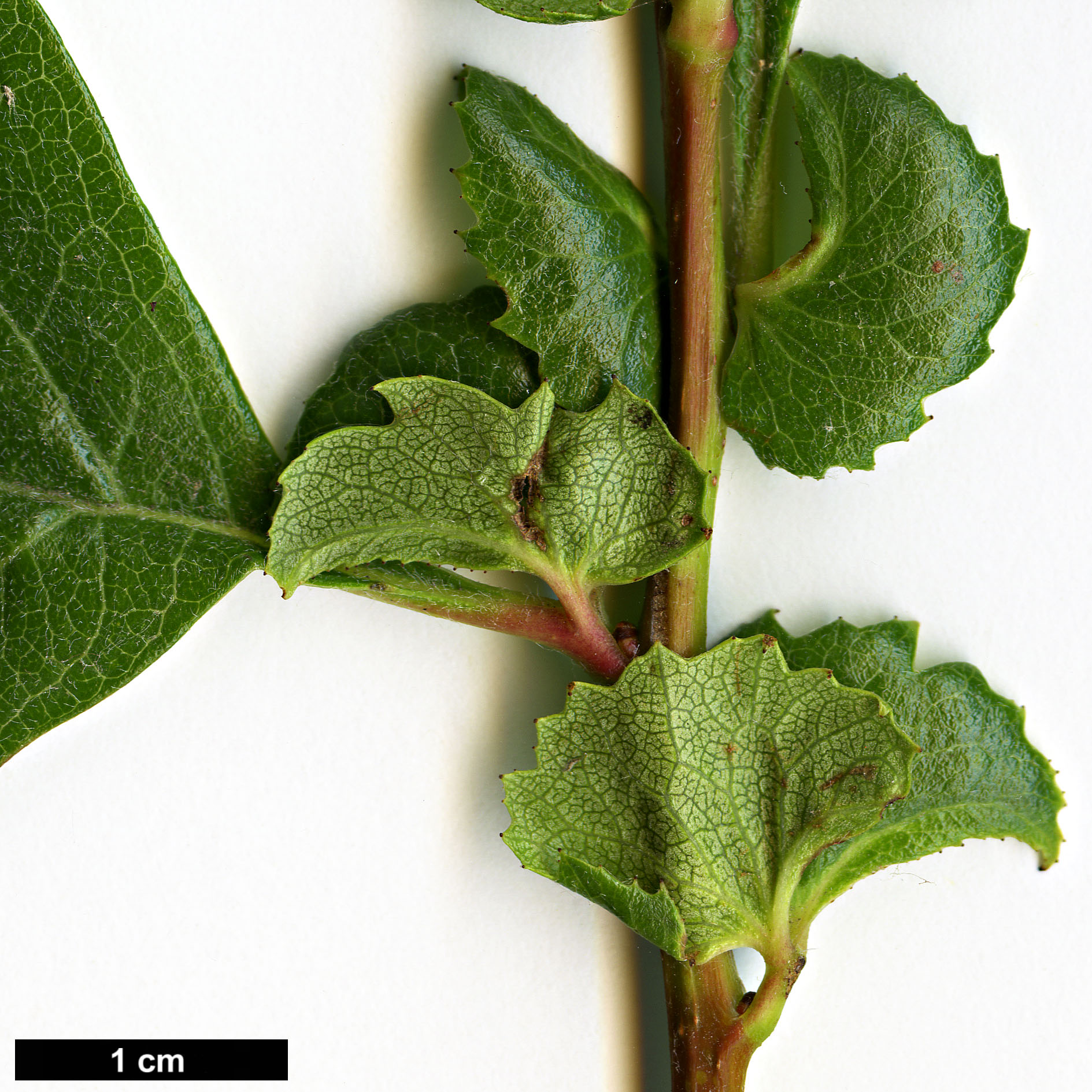 High resolution image: Family: Rosaceae - Genus: Crataegus - Taxon: ×grignonensis (C.mexicana ×)